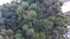 Pinus culminicola