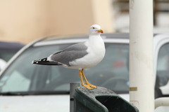 Larus michahellis