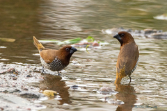 Lonchura punctulata