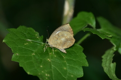 Miletus gopara