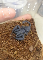 Scorpiops kamengensis