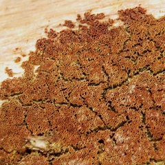 Fuscoporia ferruginosa