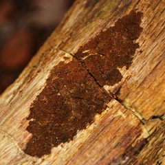 Fuscoporia ferruginosa