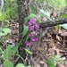 Streptanthus maculatus obtusifolius - Photo (c) theo_witsell, algunos derechos reservados (CC BY-NC), subido por theo_witsell
