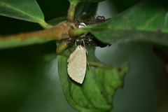 Miletus boisduvali