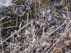 Ctenotus labillardieri