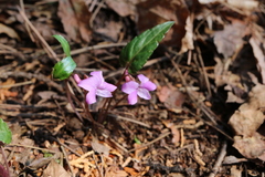 Viola violacea