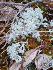 Pulchrocladia ferdinandii