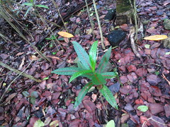 Coptosperma borbonicum