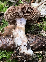 Cortinarius torvus