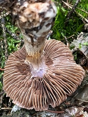 Cortinarius torvus