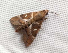 Nephele argentifera