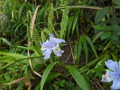 Iris formosana