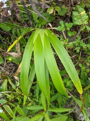 Iris formosana