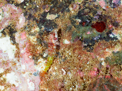 Enneapterygius similis