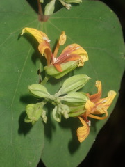 Bauhinia capuronii