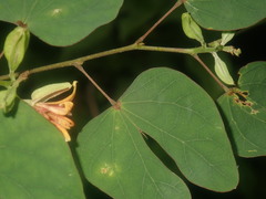 Bauhinia capuronii