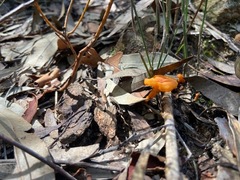 Cantharellus concinnus