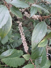 Oreocnide