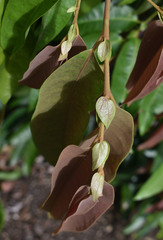 Noahdendron nicholasii