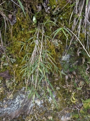 Dendrobium leptocladum