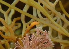 Vayssierea caledonica