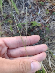 Digitaria violascens