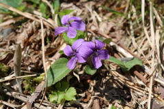 Viola phalacrocarpa
