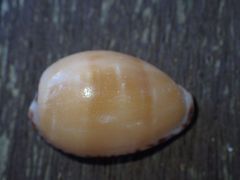 Notocypraea comptonii
