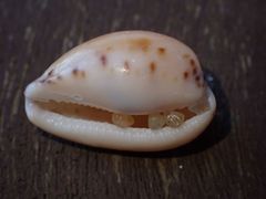 Notocypraea comptonii
