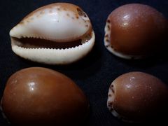 Notocypraea angustata