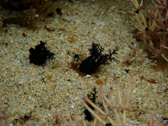 Staurothyone inconspicua