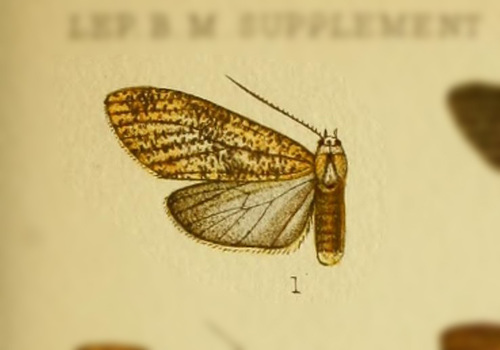 Ischnocampa perirrorata