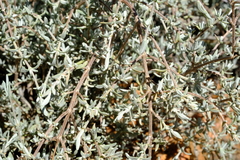 Pteronia lucilioides