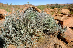 Pteronia lucilioides