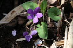 Viola phalacrocarpa