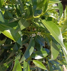 Myoporum acuminatum