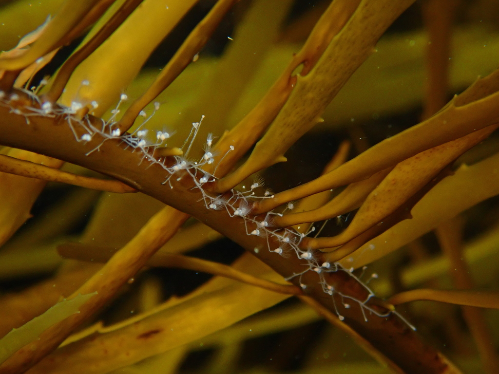 Silicularia rosea