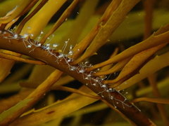 Silicularia rosea