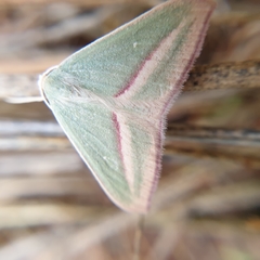 Chlorerythra rubriplaga