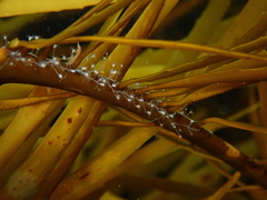 Silicularia rosea
