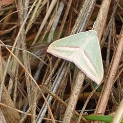 Chlorerythra rubriplaga
