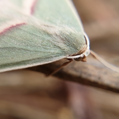 Chlorerythra rubriplaga