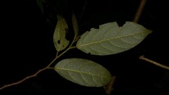 Alangium villosum