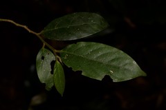 Alangium villosum