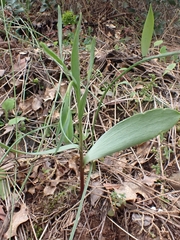 Fritillaria bithynica