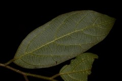 Alangium villosum