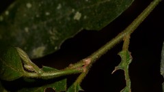 Alangium villosum