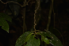 Alangium villosum