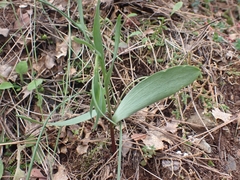 Fritillaria bithynica